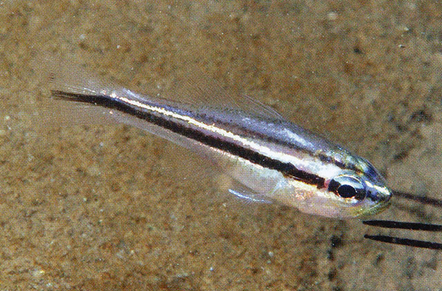 Ostorhinchus bryx