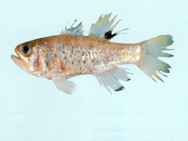 Jaydia carinatus