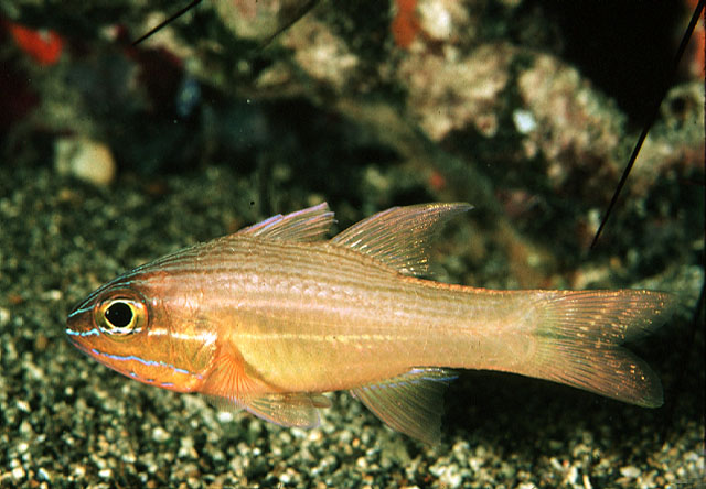 Ostorhinchus chrysotaenia