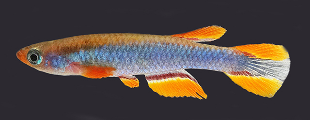 Aphyosemion cryptum