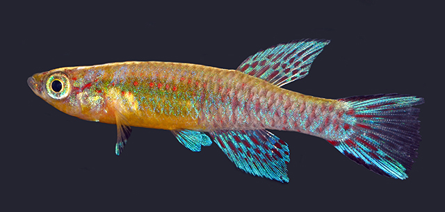 Aphyosemion cyanoflavum