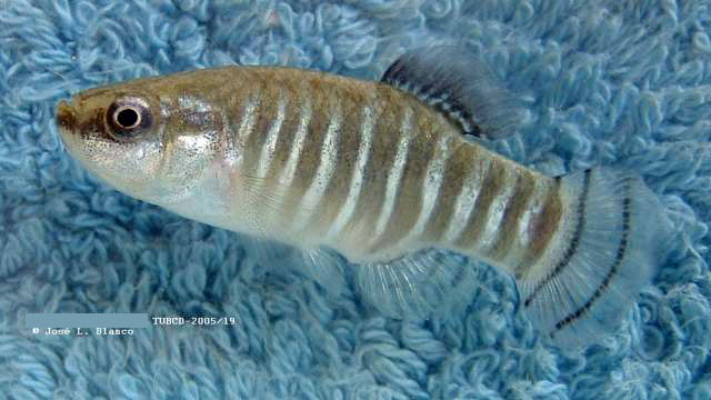 Anatolichthys danfordii