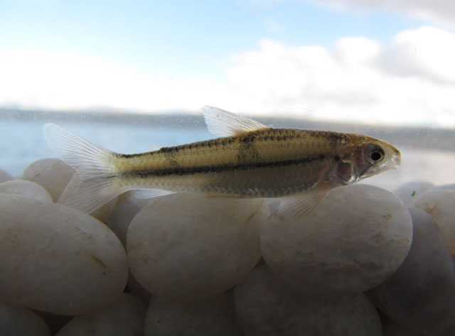 Apareiodon davisi