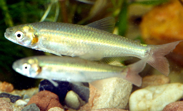 Aphyocharax dentatus