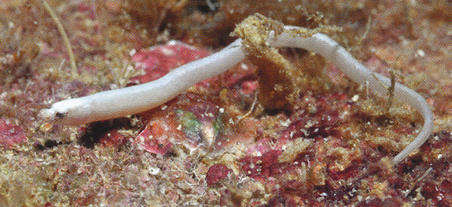 Apterygocampus epinnulatus