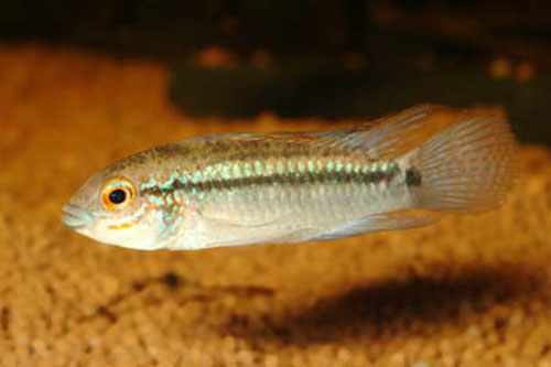 Apistogramma eremnopyge