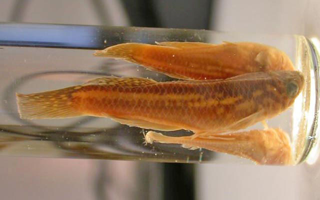 Aphyosemion ferranti