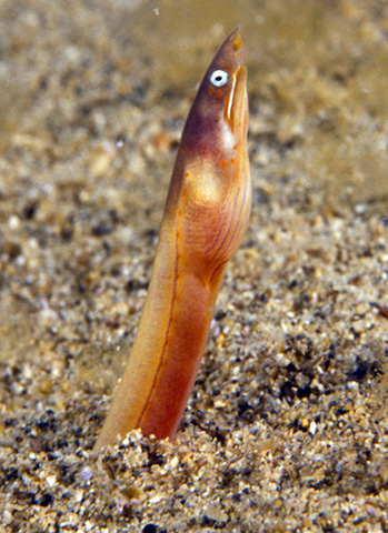 Apterichtus flavicaudus
