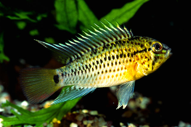 Apistogramma guttata
