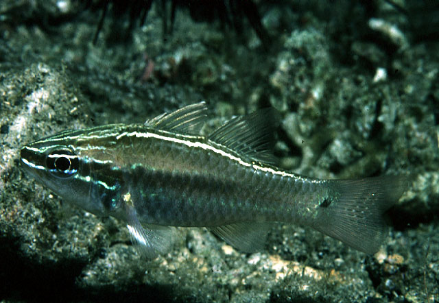 Ostorhinchus hartzfeldii