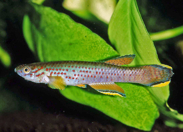 Aphyosemion heinemanni