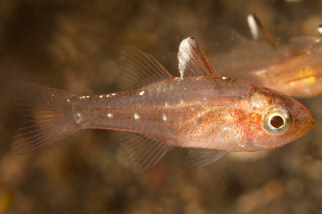 Ostorhinchus hoevenii