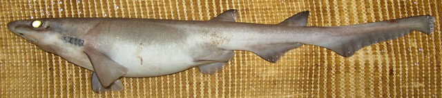 Apristurus laurussonii