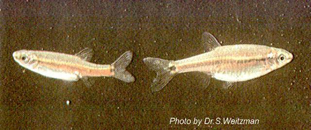 Aphyocypris lini
