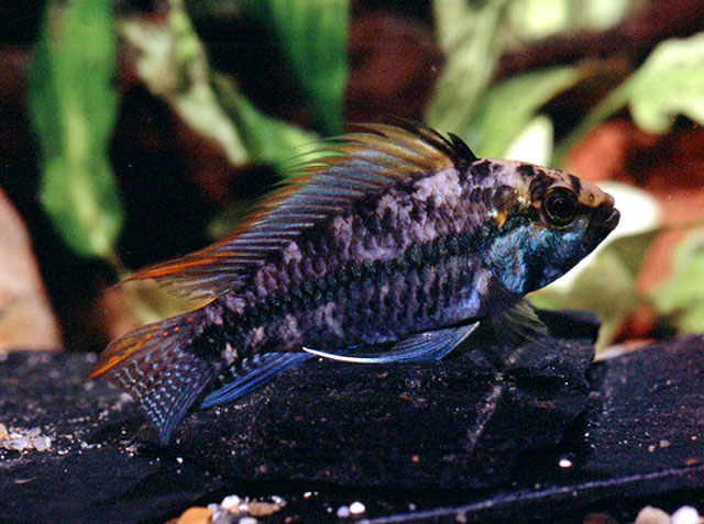 Apistogramma luelingi