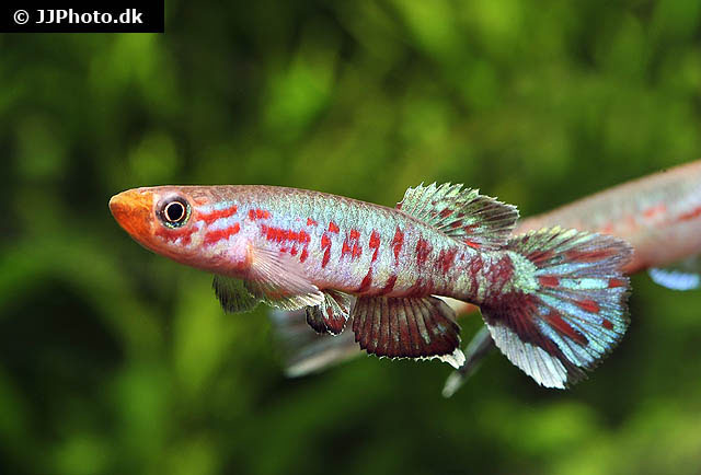 Aphyosemion maculatum