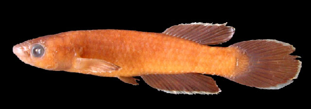 Nimbapanchax maeseni