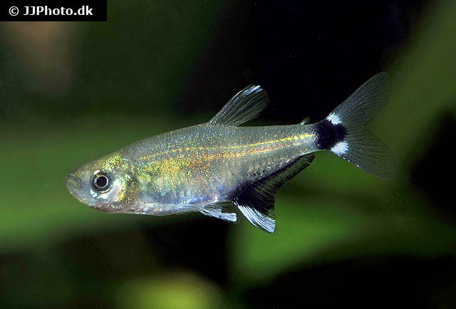 Aphyocharax nattereri