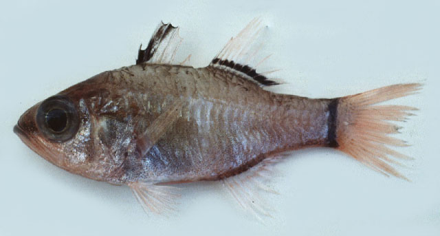 Ostorhinchus nigrocincta