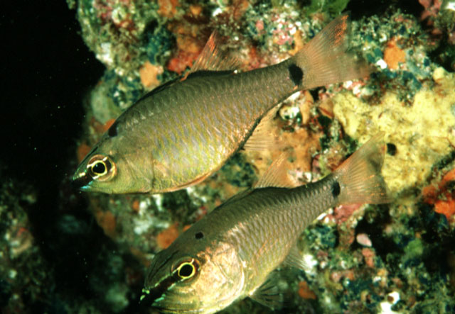 Ostorhinchus notatus