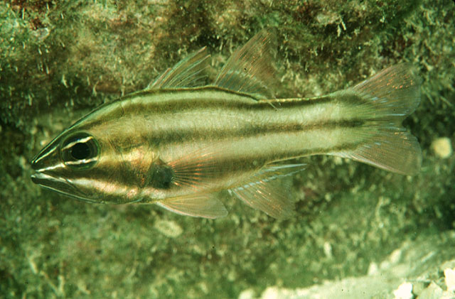 Ostorhinchus novemfasciatus