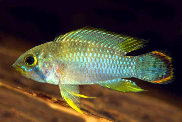 Appan_u8.jpg