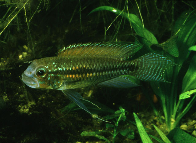 Apistogramma paucisquamis