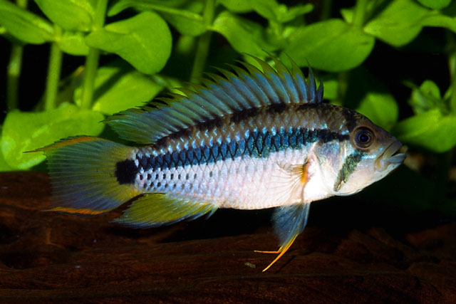 Apistogramma payaminonis