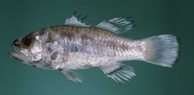 Jaydia poeciloptera