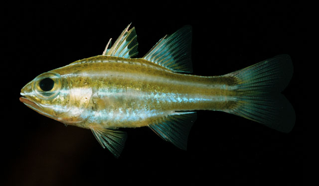 Ostorhinchus regula