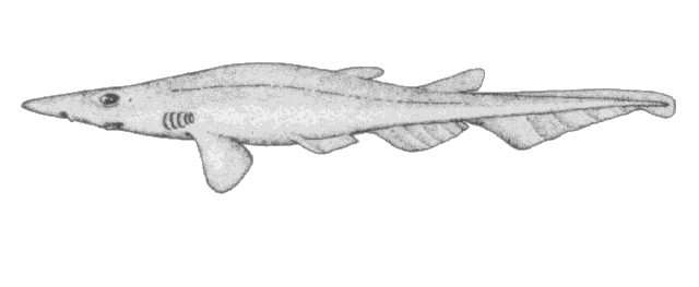 Apristurus riveri