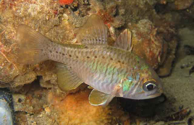 Ostorhinchus rueppellii