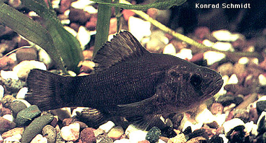 Aphredoderus sayanus