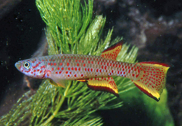 Aphyosemion schioetzi