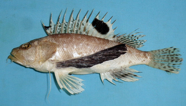 Apsha_u0.jpg