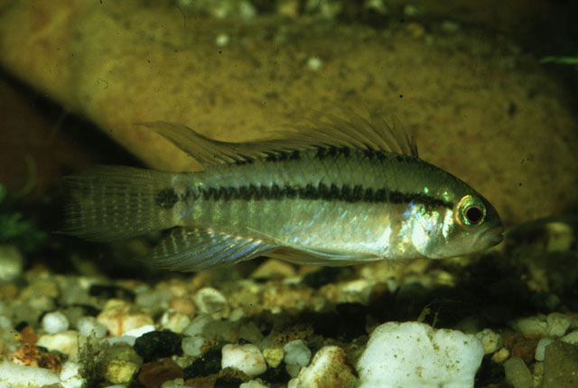 Apistogramma staecki