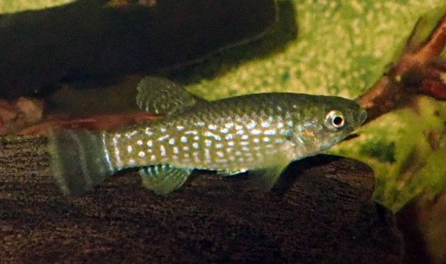 Aphaniops stoliczkanus