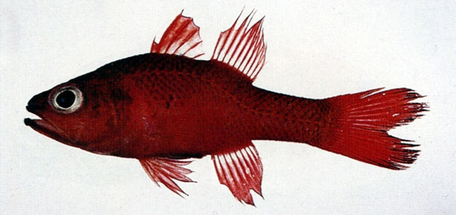 Apogon unicolor