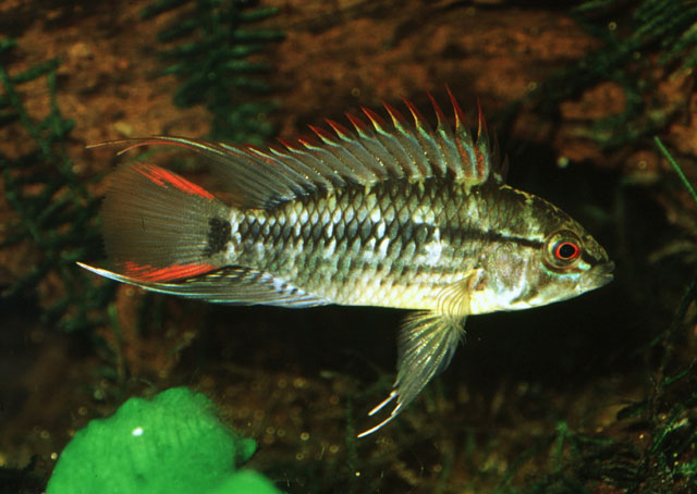 Apistogramma viejita