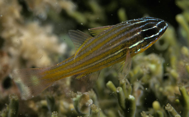 Ostorhinchus wassinki