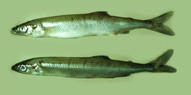 Aplochiton zebra