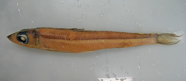 Argentina brasiliensis