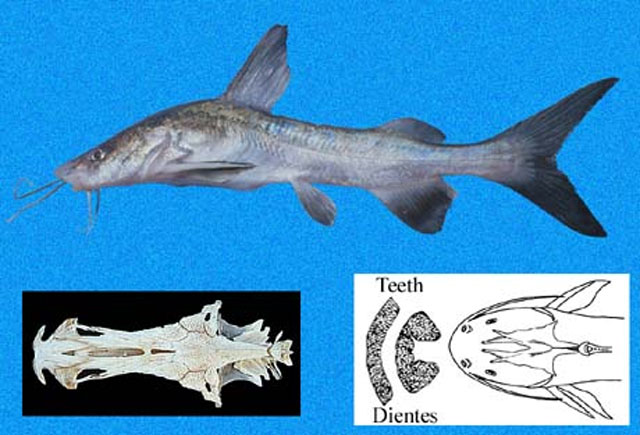 Notarius cookei