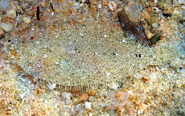 Arnoglossus grohmanni