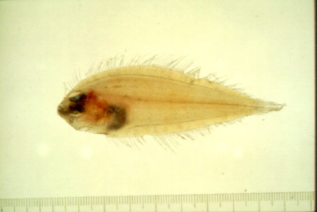 Arnoglossus japonicus