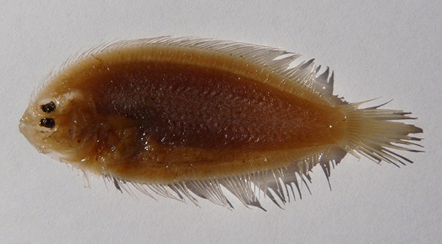 Arnoglossus kessleri