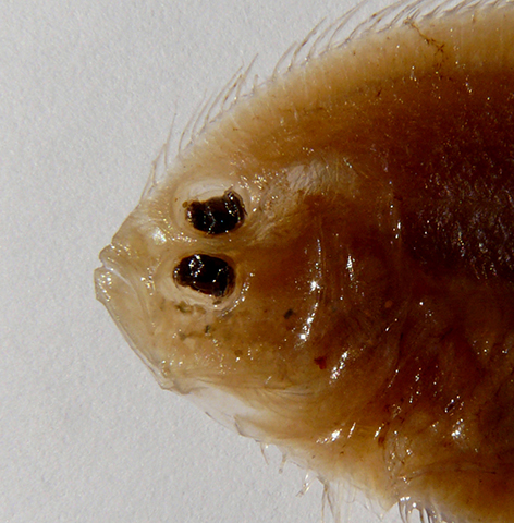 Arnoglossus kessleri