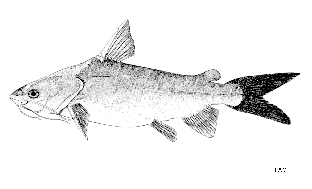 Bleekeriella leptaspis