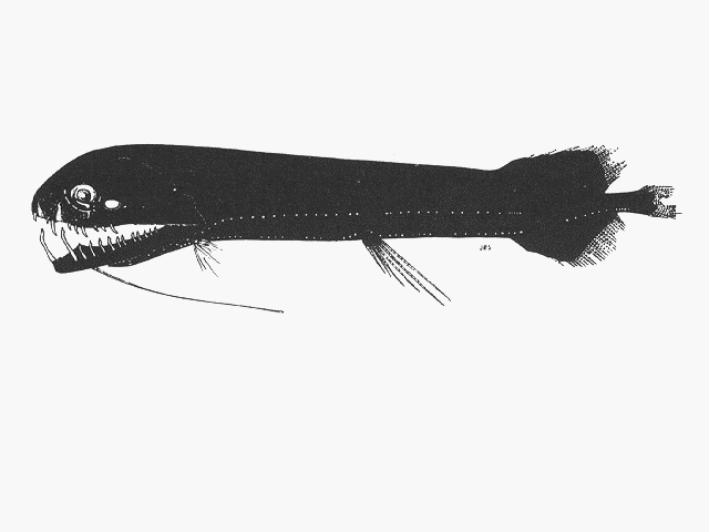 Aristostomias lunifer