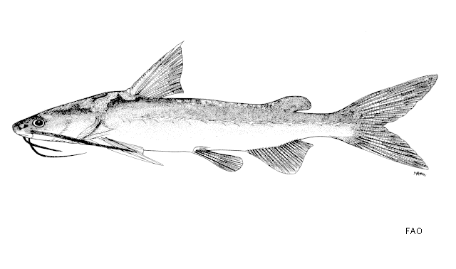 Pararius mastersi